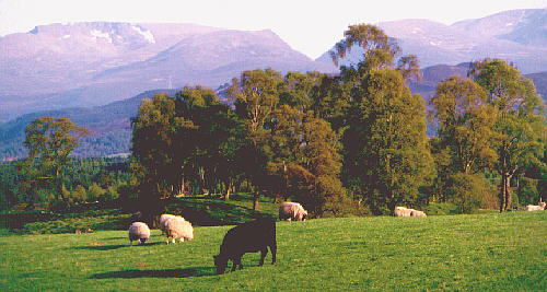 cairngorms.jpg (37970 bytes)